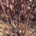 核桃苗150~200cm2~3年自家种嫁接