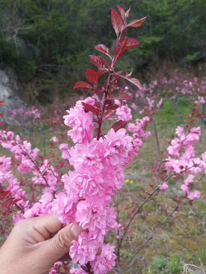 重瓣榆叶梅，红叶榆叶梅，榆叶梅球，各种榆叶梅花灌木