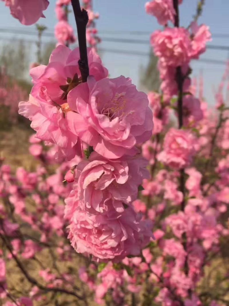 重瓣榆叶梅，红叶榆叶梅，榆叶梅球，各种榆叶梅花灌木