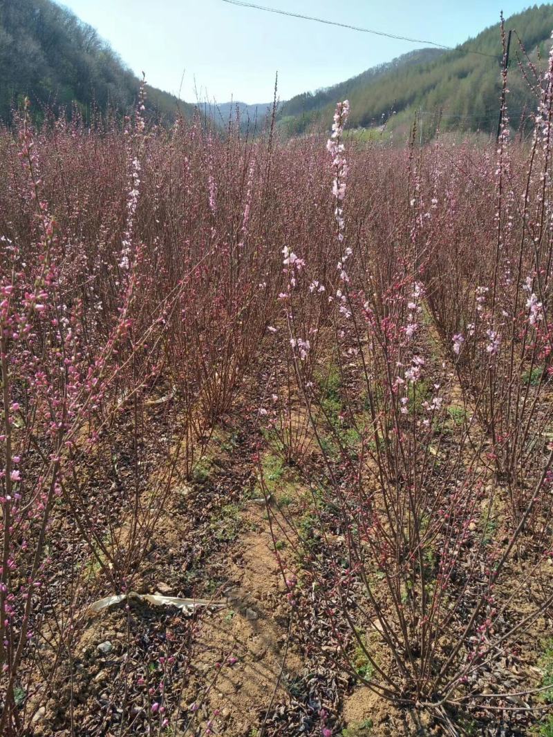 重瓣榆叶梅，红叶榆叶梅，榆叶梅球，各种榆叶梅花灌木