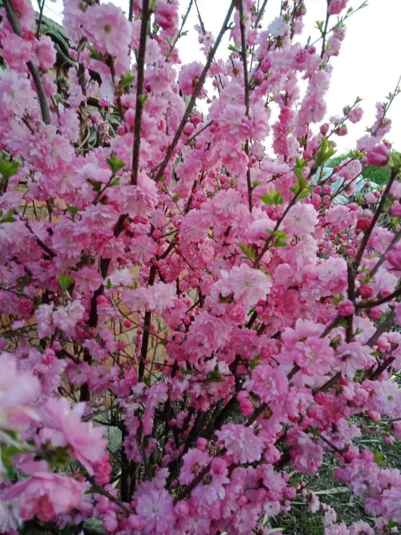重瓣榆叶梅，红叶榆叶梅，榆叶梅球，各种榆叶梅花灌木
