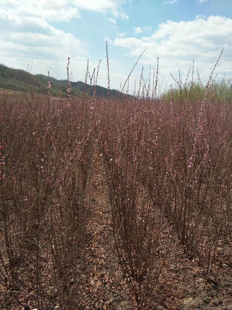 重瓣榆叶梅，红叶榆叶梅，榆叶梅球，各种榆叶梅花灌木