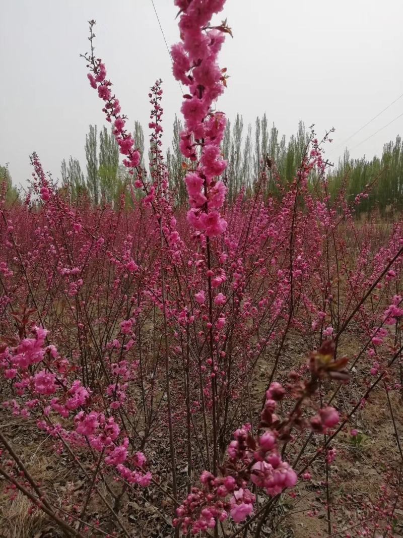 重瓣榆叶梅，红叶榆叶梅，榆叶梅球，各种榆叶梅花灌木
