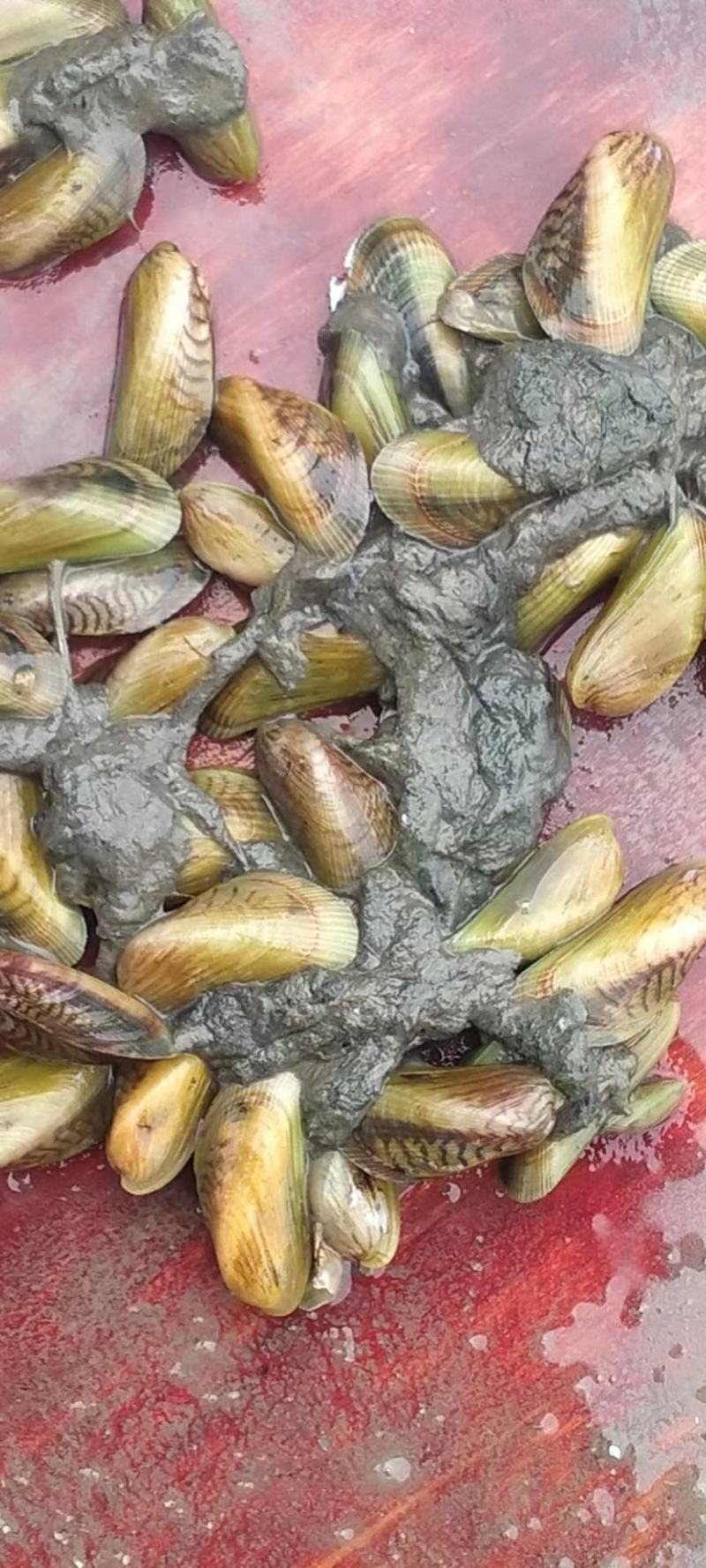 海瓜子潮汕薄壳批发零售