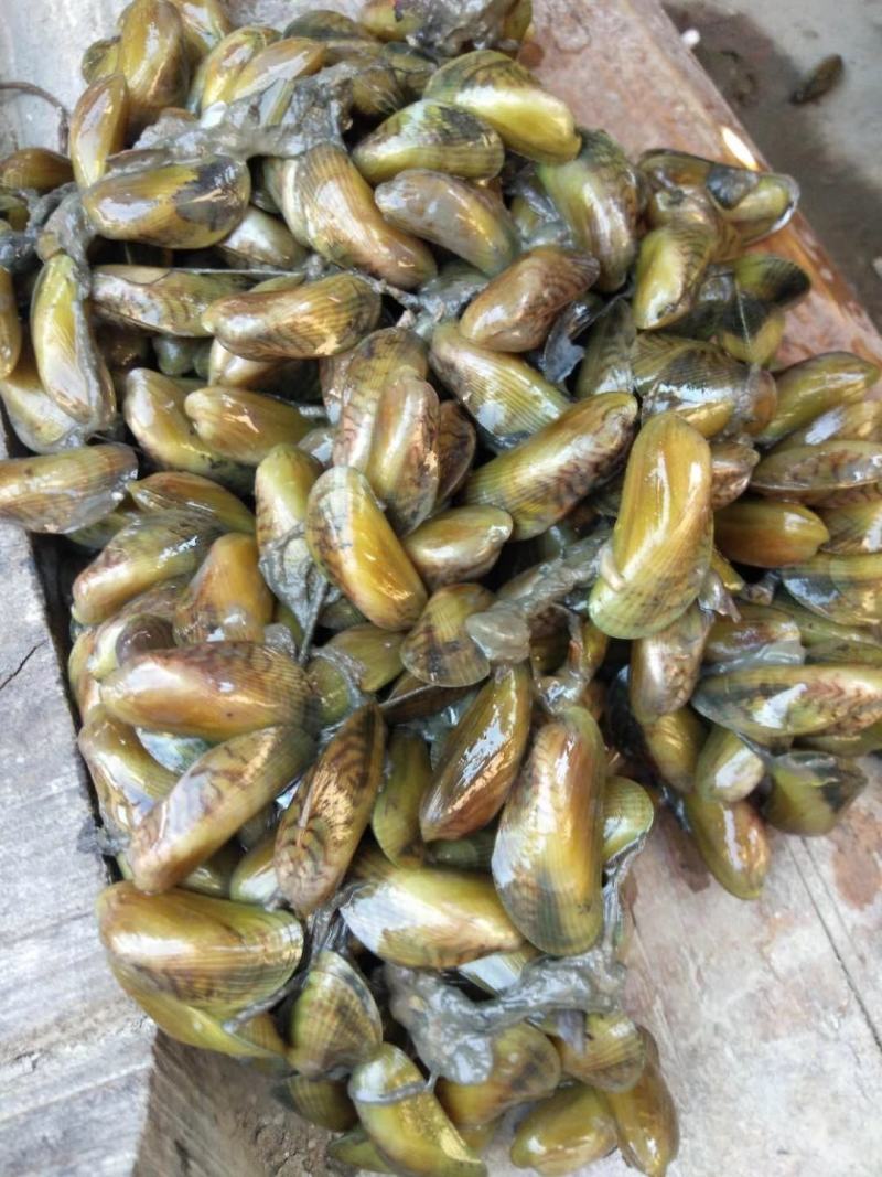 广东潮州饶平大澳薄壳海瓜子1111