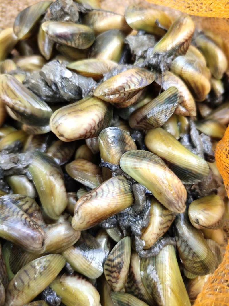 广东潮州饶平大澳薄壳海瓜子1111