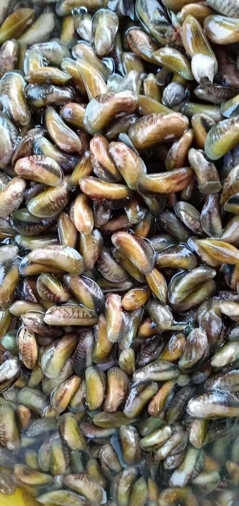广东潮州饶平大澳薄壳海瓜子1111