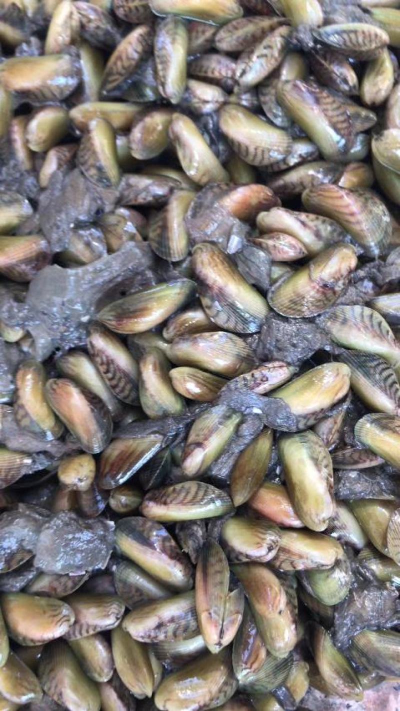 海瓜子潮汕薄壳批发零售