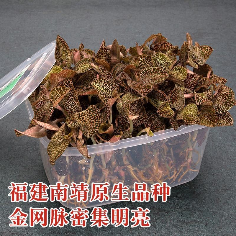 福建中草药仿野生金线莲林下鲜货自家种植一手货源长期