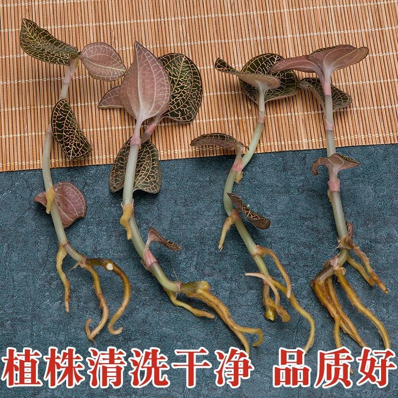 福建中草药仿野生金线莲林下鲜货自家种植一手货源长期