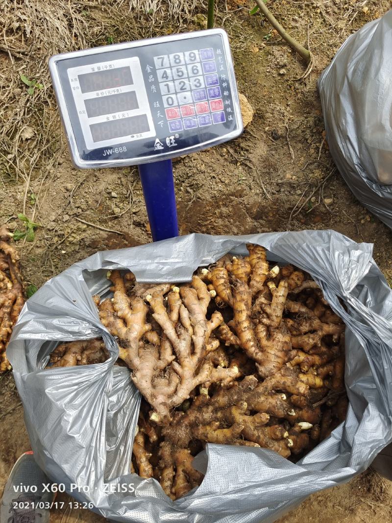 广西柳州瑶山香辣火姜（老姜）