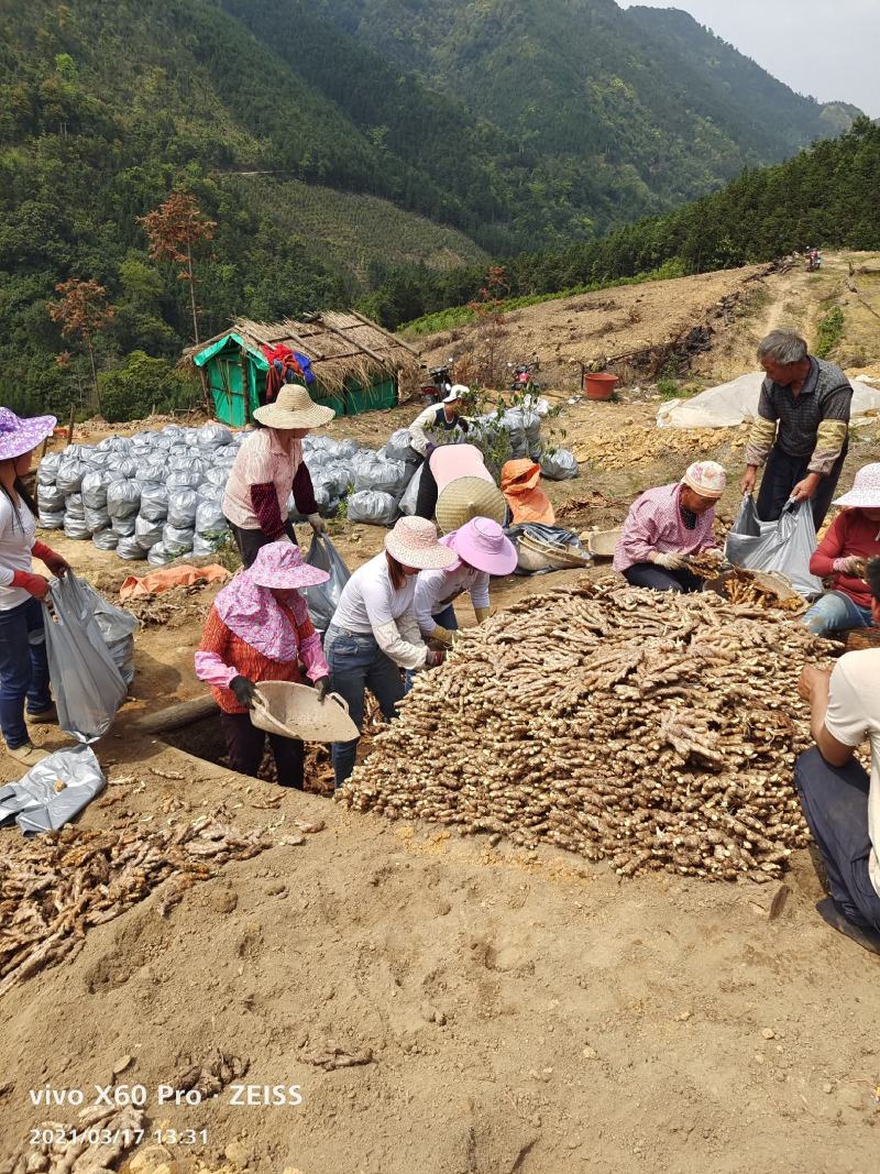 广西柳州瑶山香辣火姜（老姜）