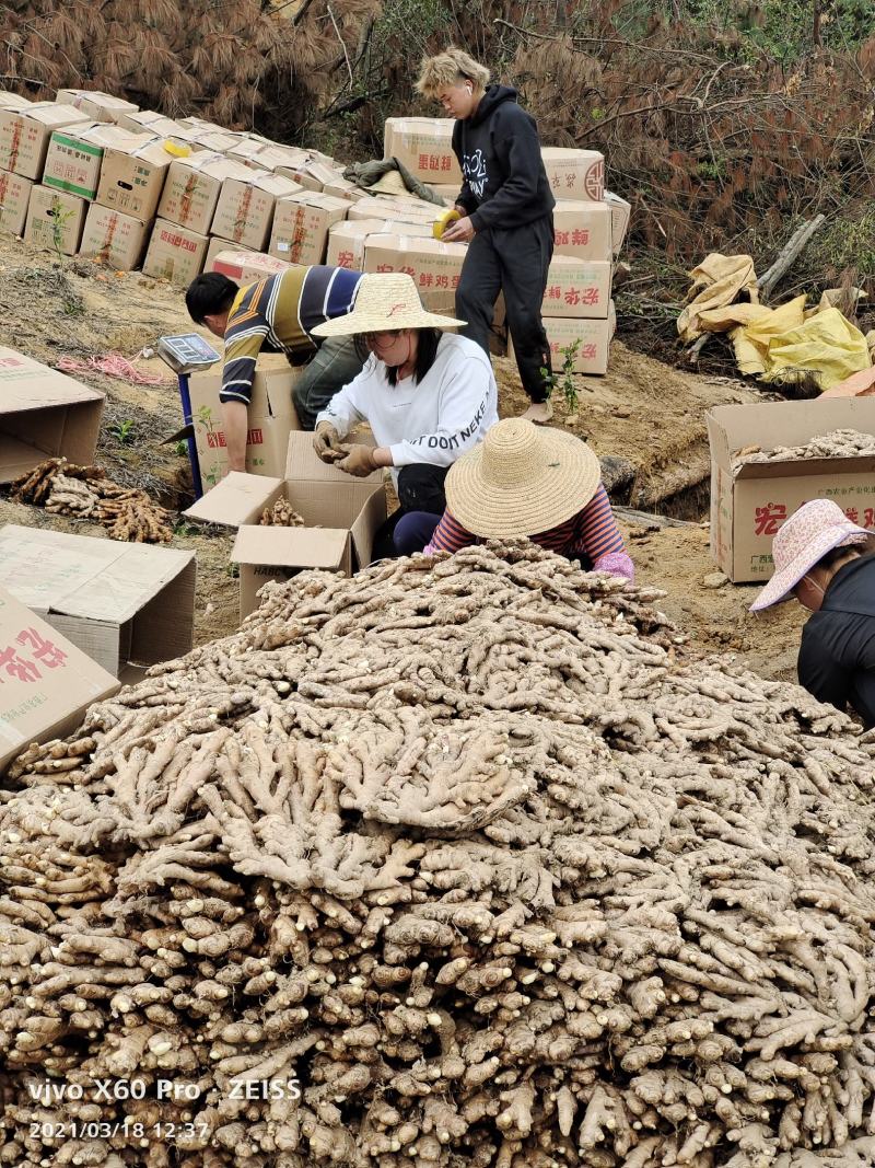 广西柳州瑶山香辣火姜（老姜）