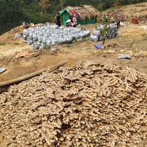 广西柳州瑶山香辣火姜（老姜）