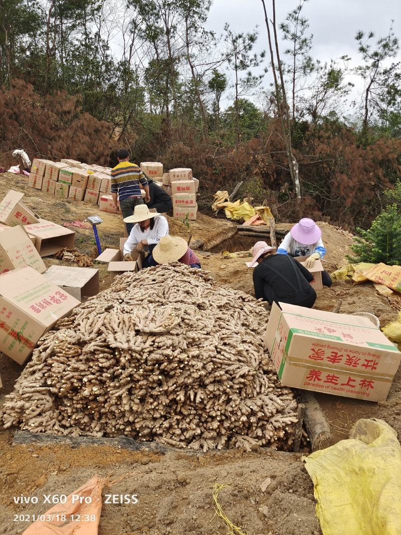 广西柳州瑶山香辣火姜（老姜）