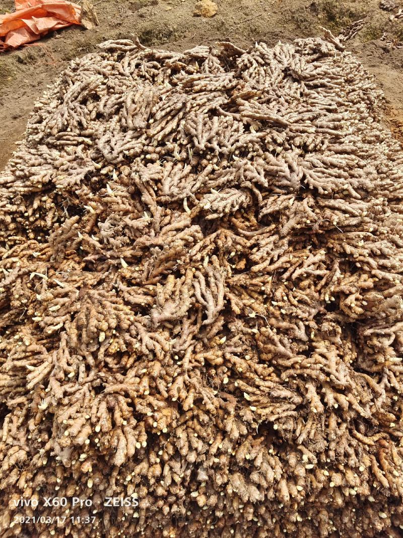 广西柳州瑶山香辣火姜（老姜）