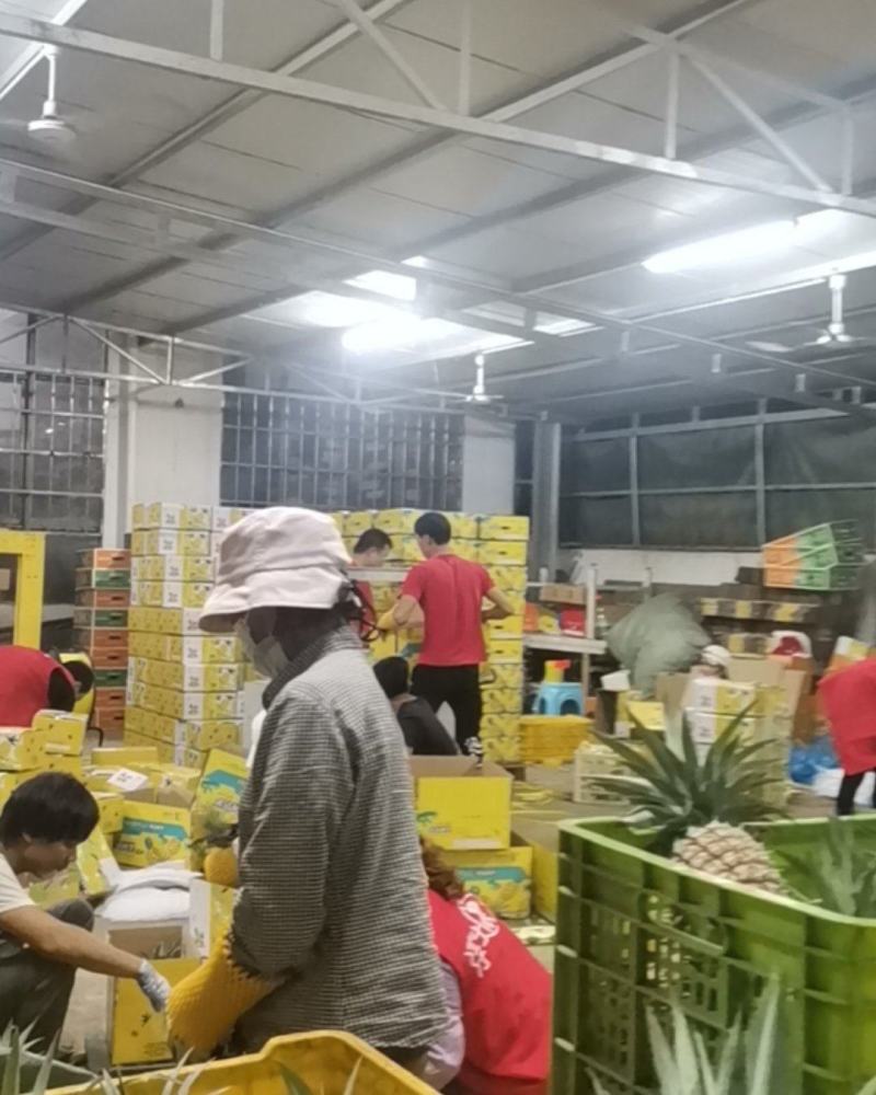 正宗海南自然熟金钻17号凤梨口感好，菠萝哥品牌，20件起