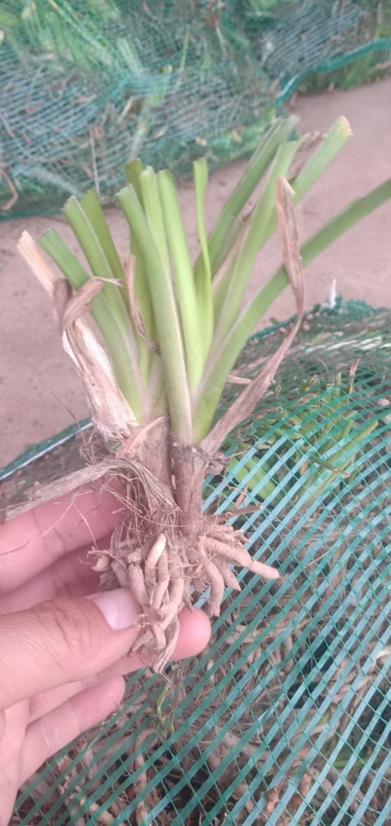 黄花苗产地直销精品黄花苗，精娃娃苗，星光大道苗，大花宣草