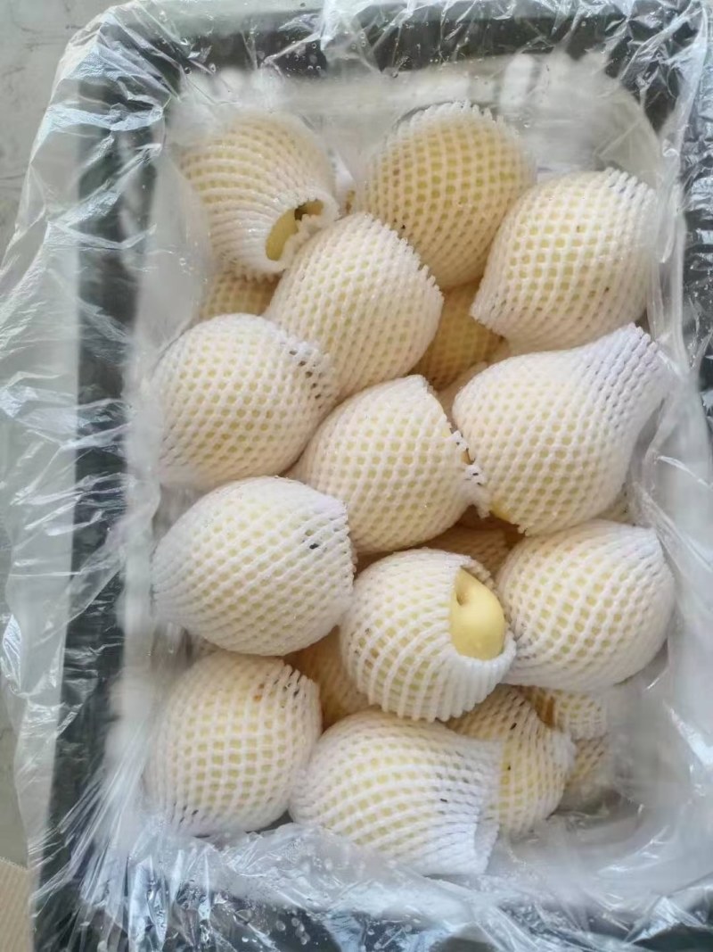 皇冠梨，河北皇冠梨，大量现货，果面干净，口感甜汁水多。