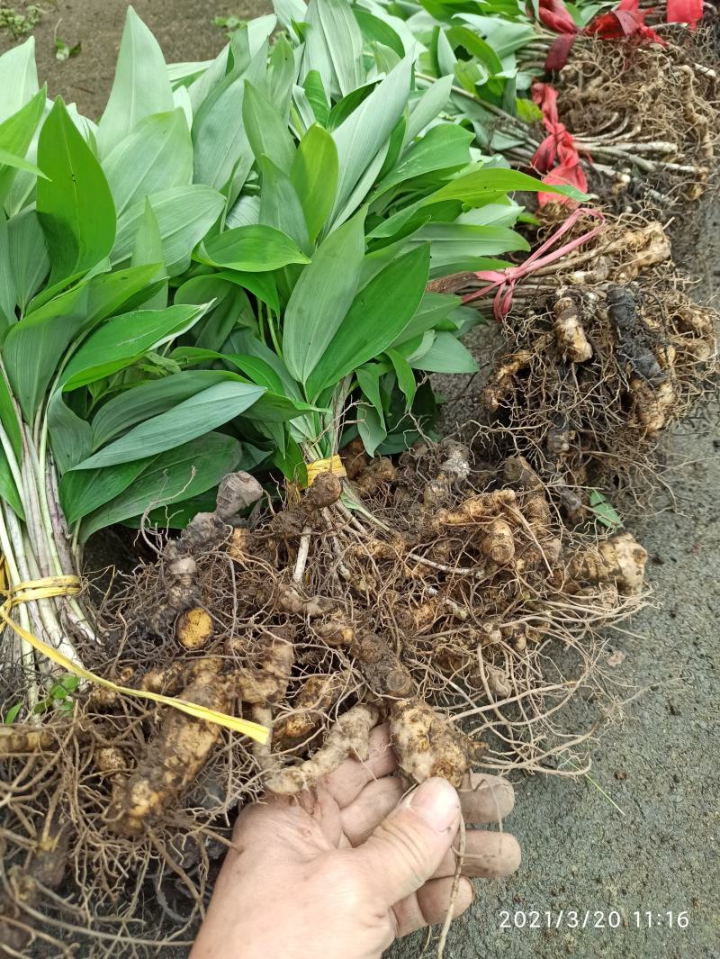 黄精苗整车包邮多花姜形黄精甜黄精大苗姜山姜老虎姜产地发