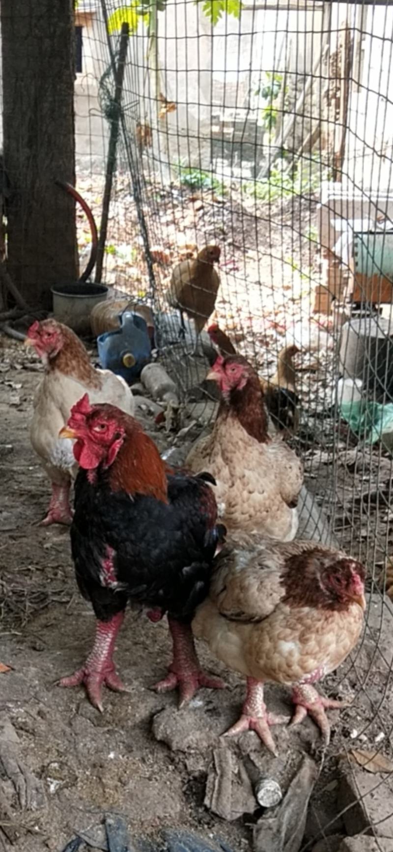 东涛鸡鸡苗包活到家满额可包邮