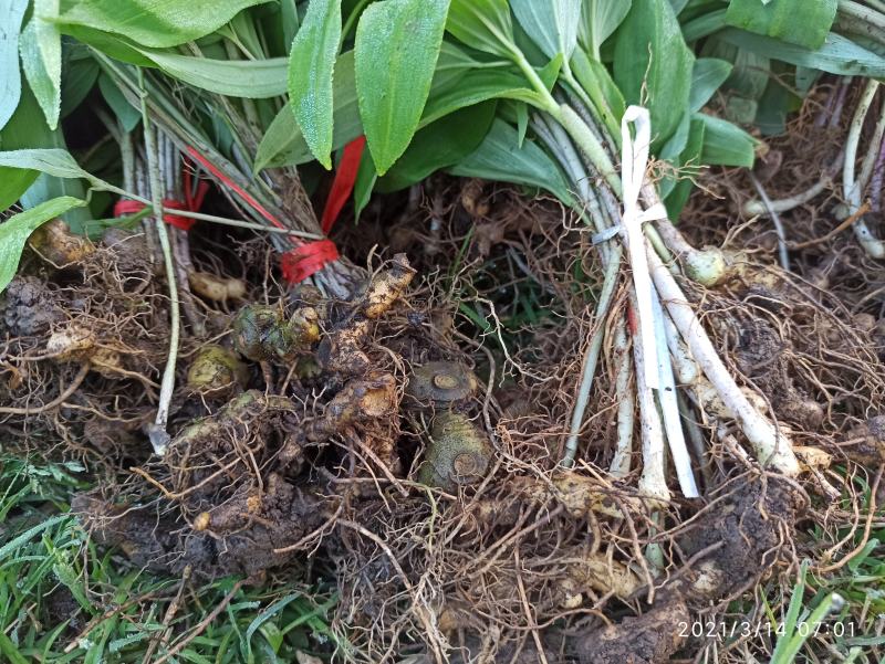 黄精种苗整车包邮多花姜形黄精老虎姜苗山姜苗药典品种