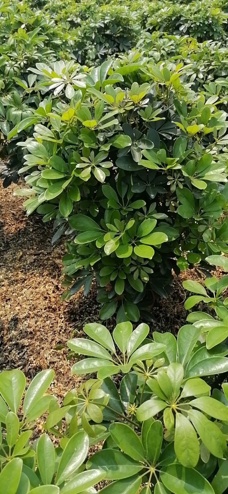 鸭脚木招财树，四季长青，净化空气