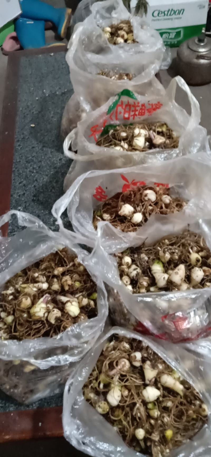 优质水洗去叶毛慈姑鲜货黒果红果不超过百分之6