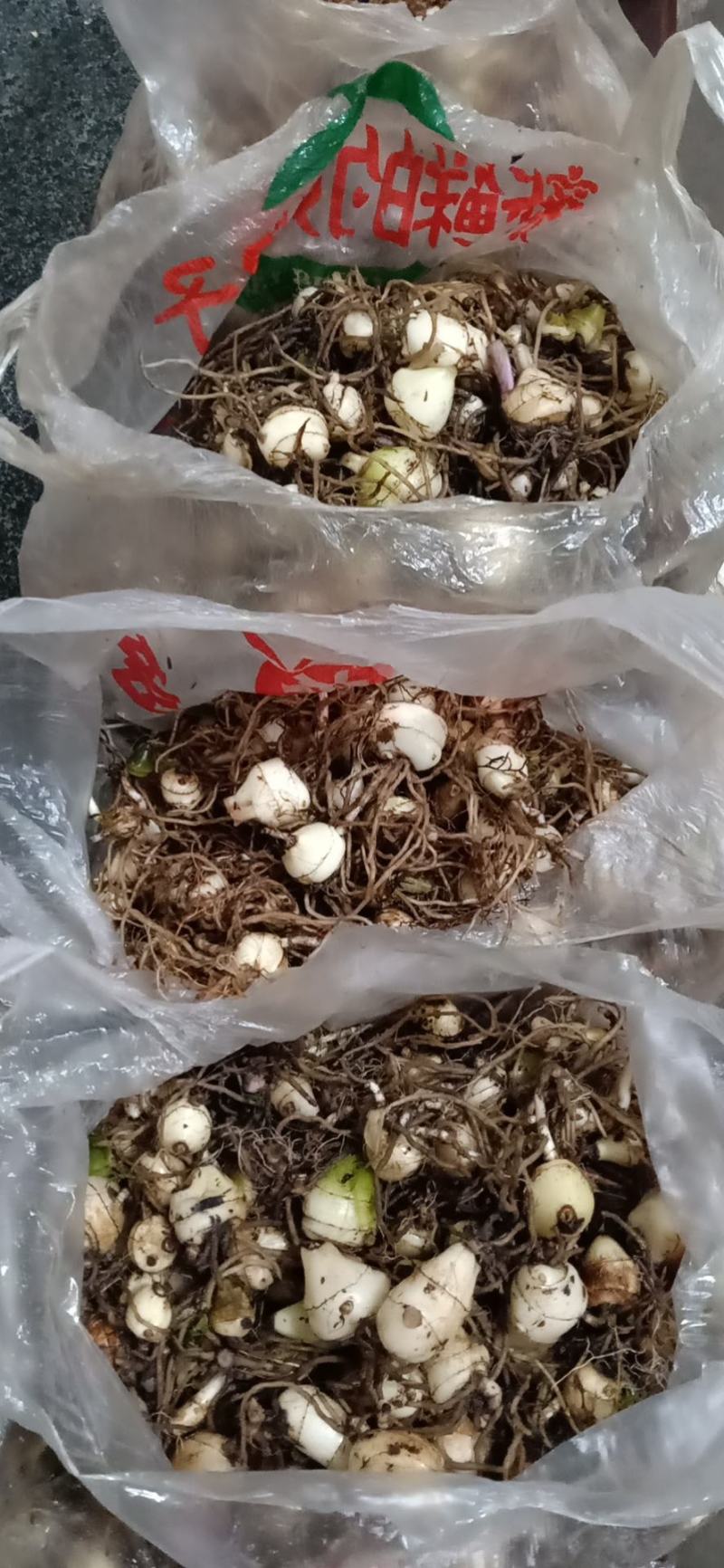 优质水洗去叶毛慈姑鲜货黒果红果不超过百分之6