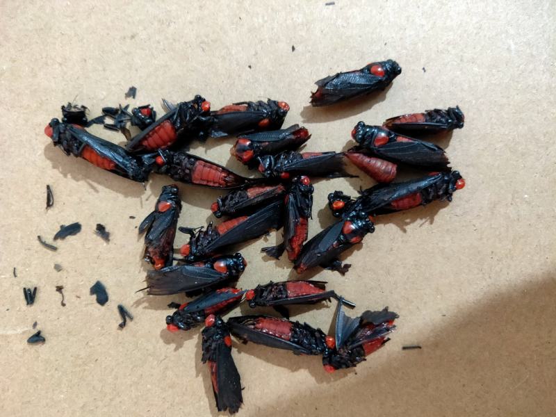 认识此药的联系我，产地云南量大优惠质量上乘
