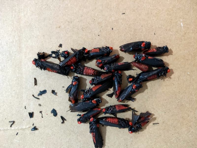 认识此药的联系我，产地云南量大优惠质量上乘