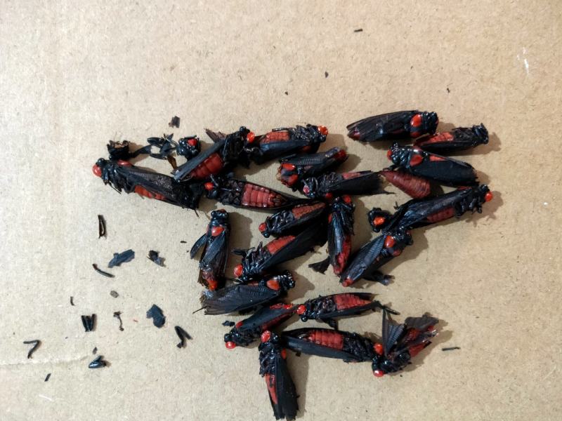 认识此药的联系我，产地云南量大优惠质量上乘
