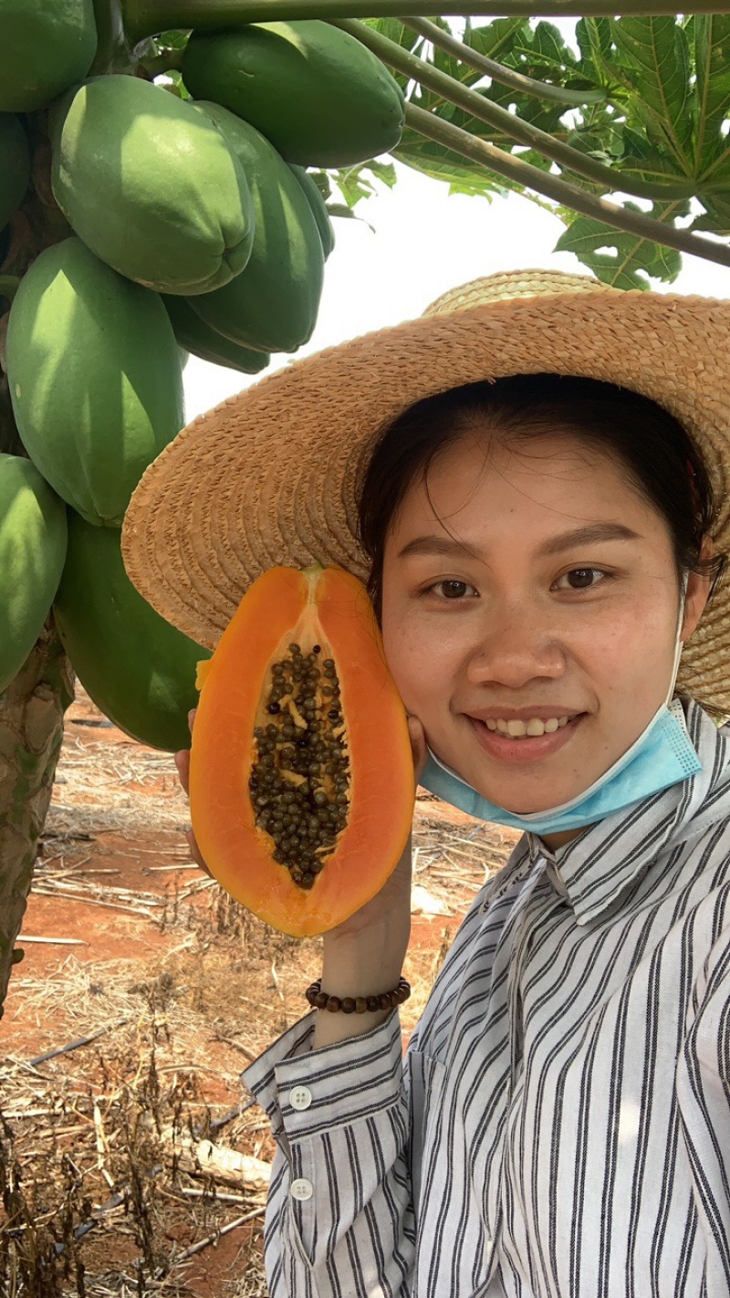 雷州冰糖红心木瓜，招代理一件代发