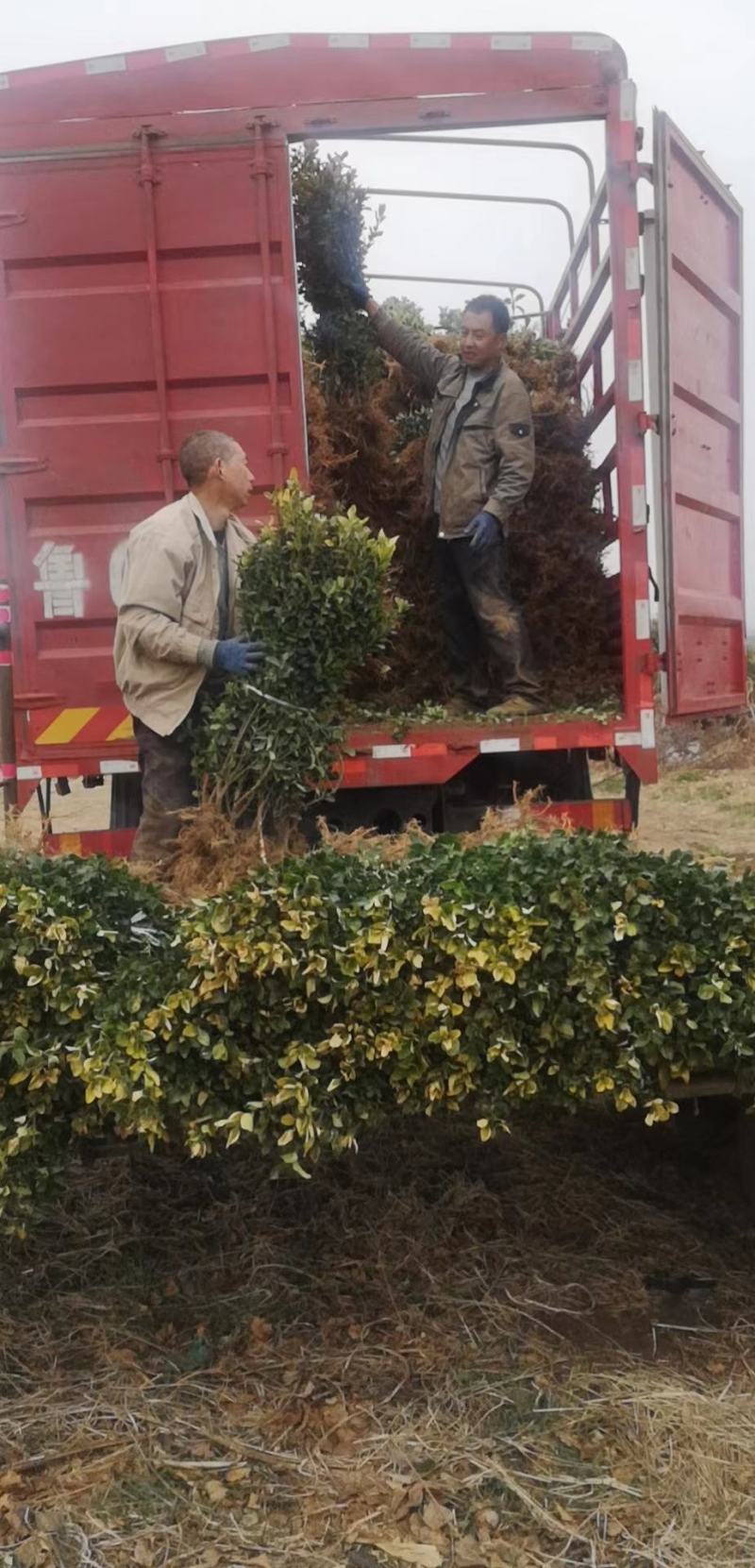 【优质】山东大叶黄杨苗，冠幅好，不落叶不拖腿，质量有保证