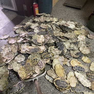 龟甲巴西龟板草龟板龟壳