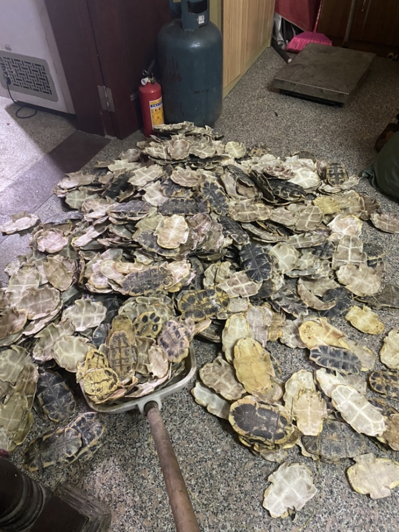 龟甲巴西龟板草龟板龟壳