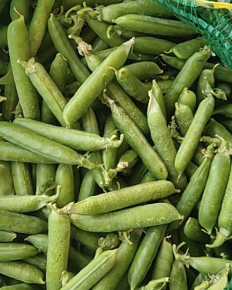 新鲜豌豆现已大量上市