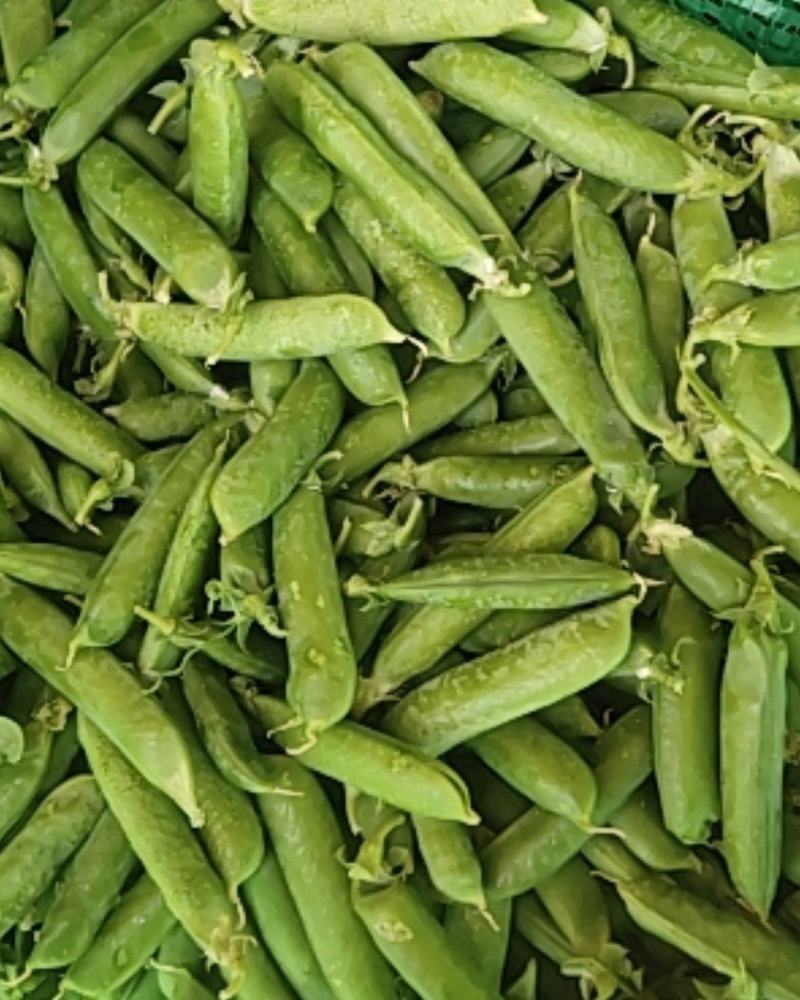 新鲜豌豆现已大量上市