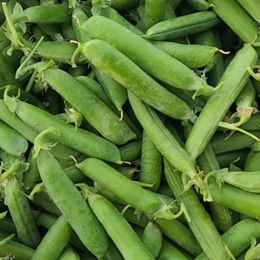 新鲜豌豆现已大量上市