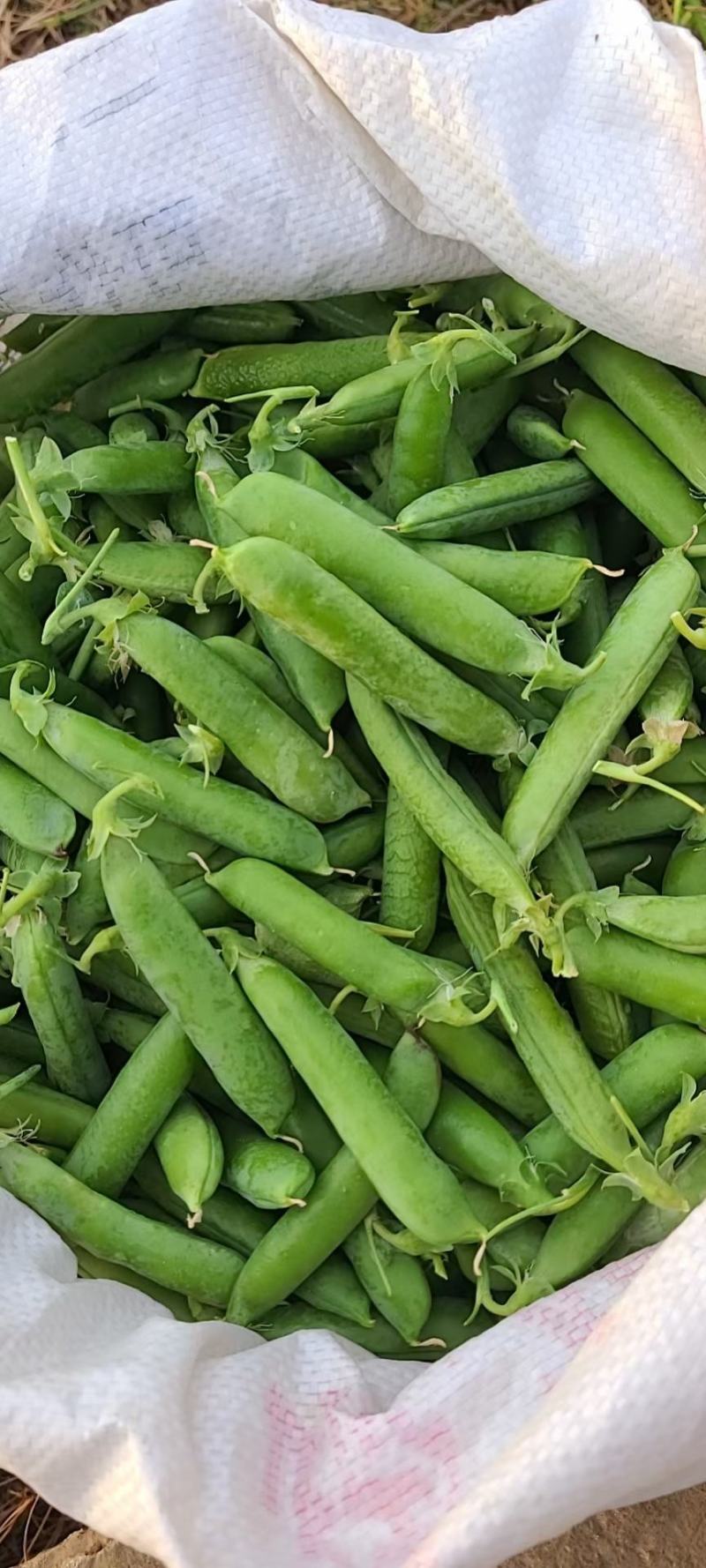 新鲜豌豆现已大量上市