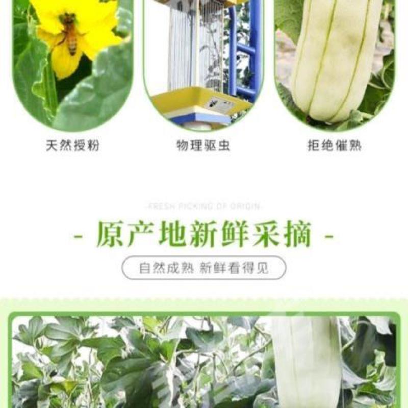 大荔特产高石脆瓜。好吃(可以发快递)