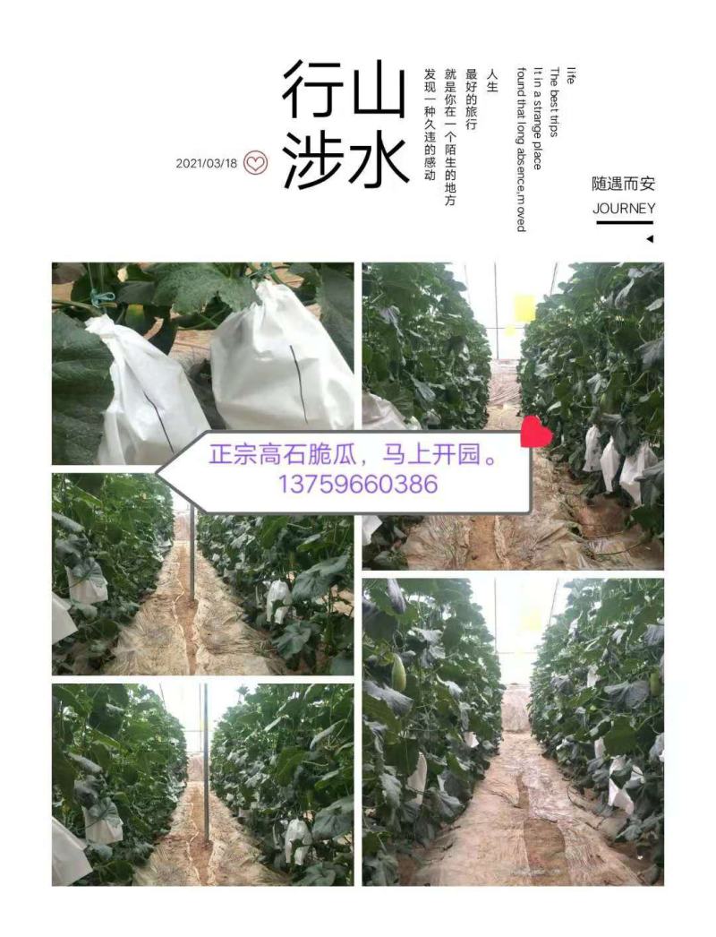 大荔特产高石脆瓜。好吃(可以发快递)