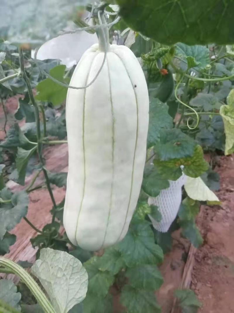大荔特产高石脆瓜。好吃(可以发快递)