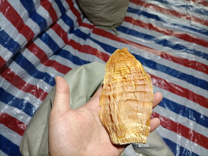 优质玉南片无硫笋干。要货的老板可以联系！！！！！！！！！