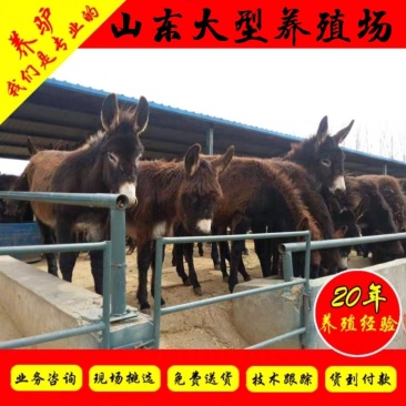 毛驴十头送一头全国免费送货包技术包成活