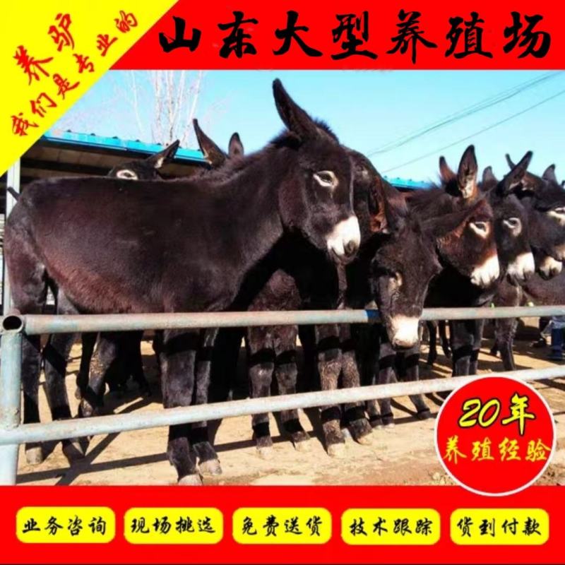 毛驴十头送一头全国免费送货包技术包成活