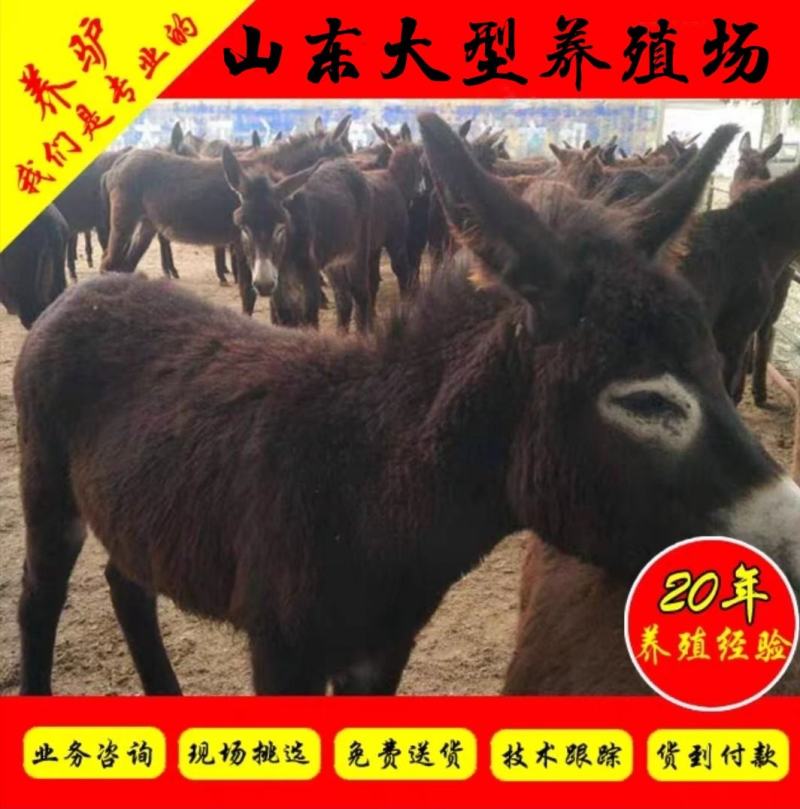 肉驴苗包技术包回收包活一年毛驴苗免费送货到付款