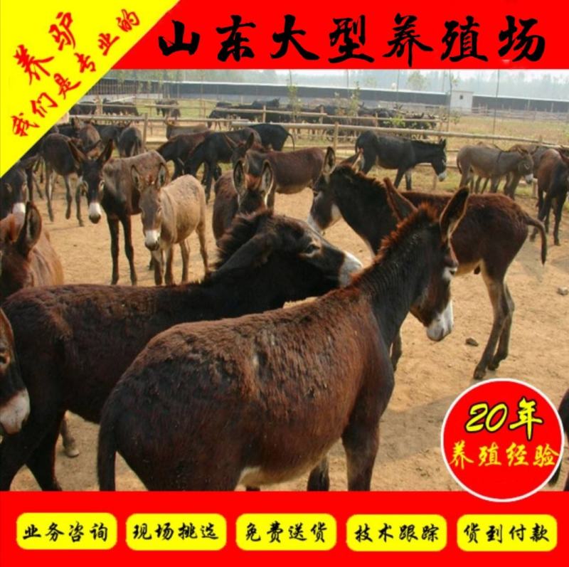 肉驴苗包技术包回收包活一年毛驴苗免费送货到付款