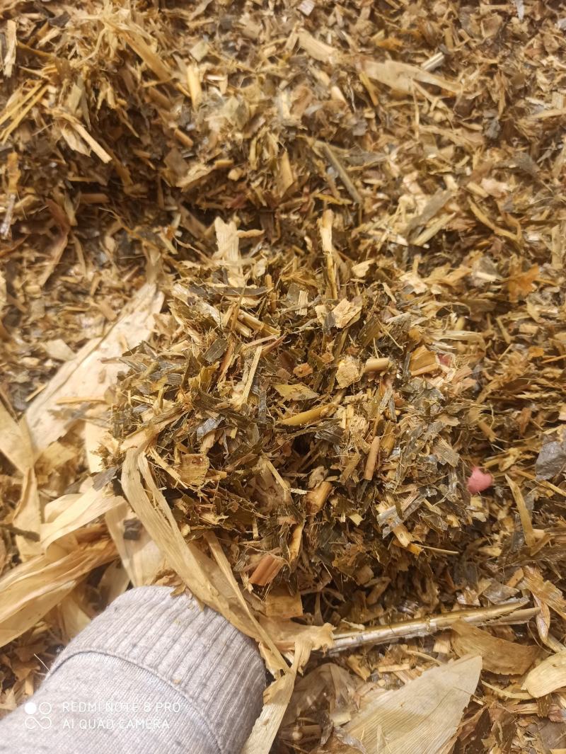 常年出售牛羊优质青储牧草不打水无土无膜无梅变