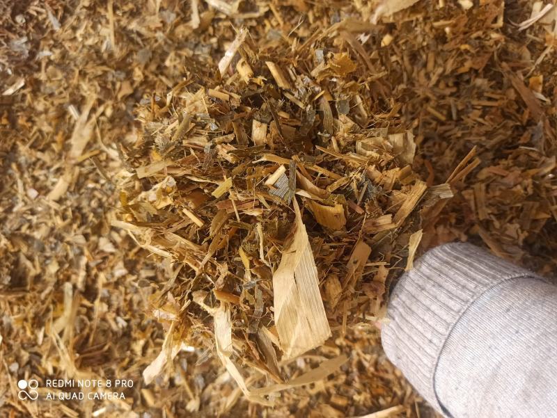 常年出售牛羊优质青储牧草不打水无土无膜无梅变